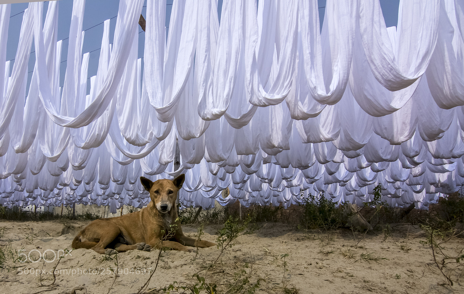 Nikon D7100 sample photo. Street dog photography