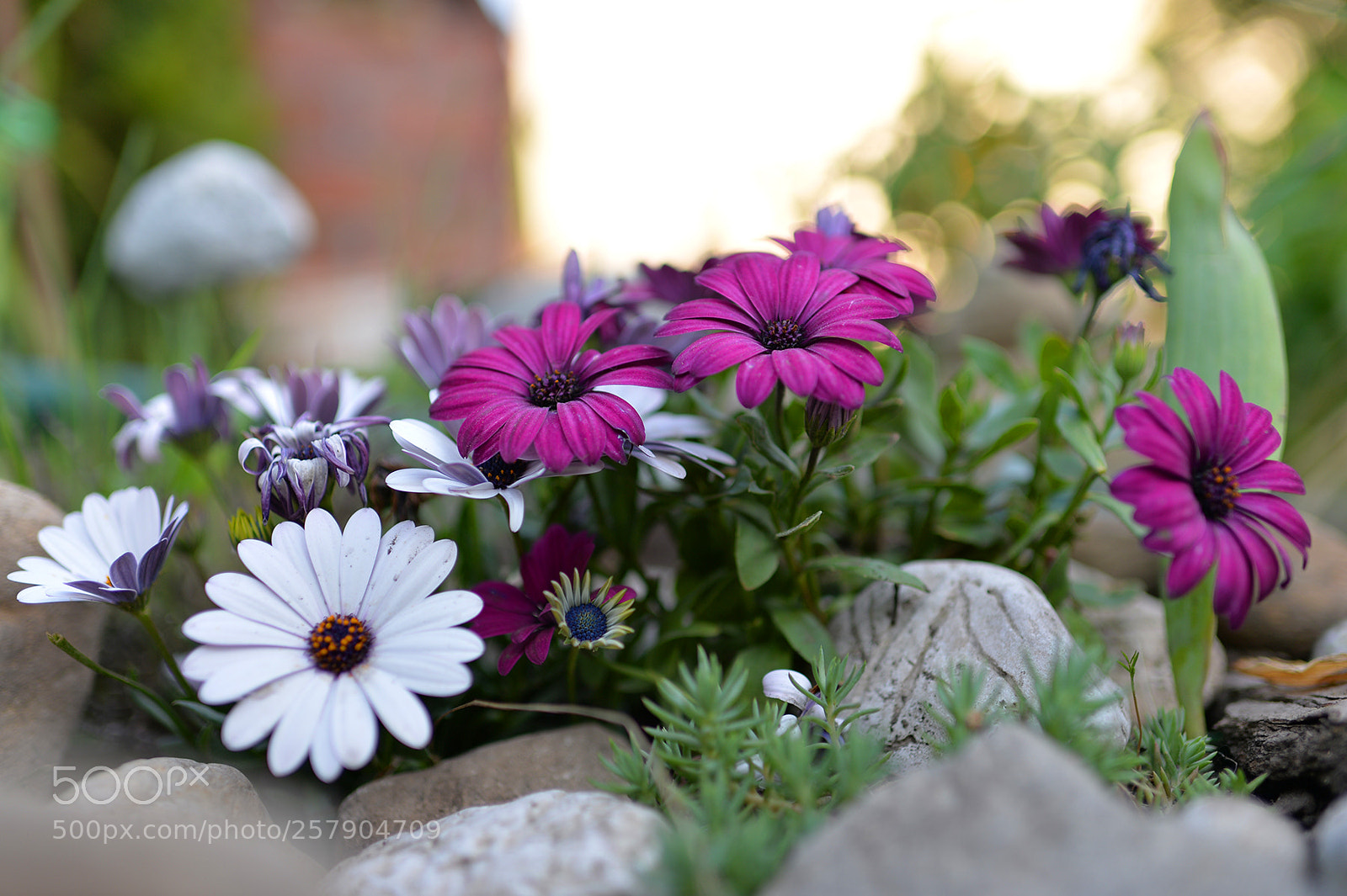 Nikon Df sample photo. Flowering photography