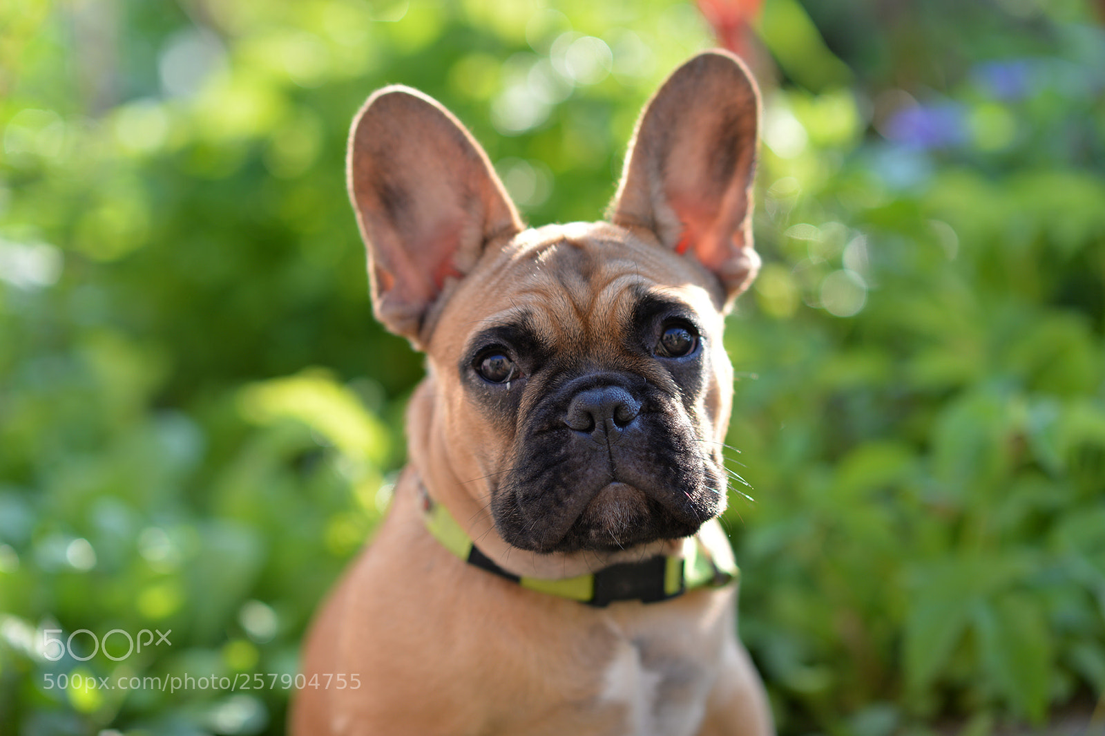 Nikon Df sample photo. Kvidas photography