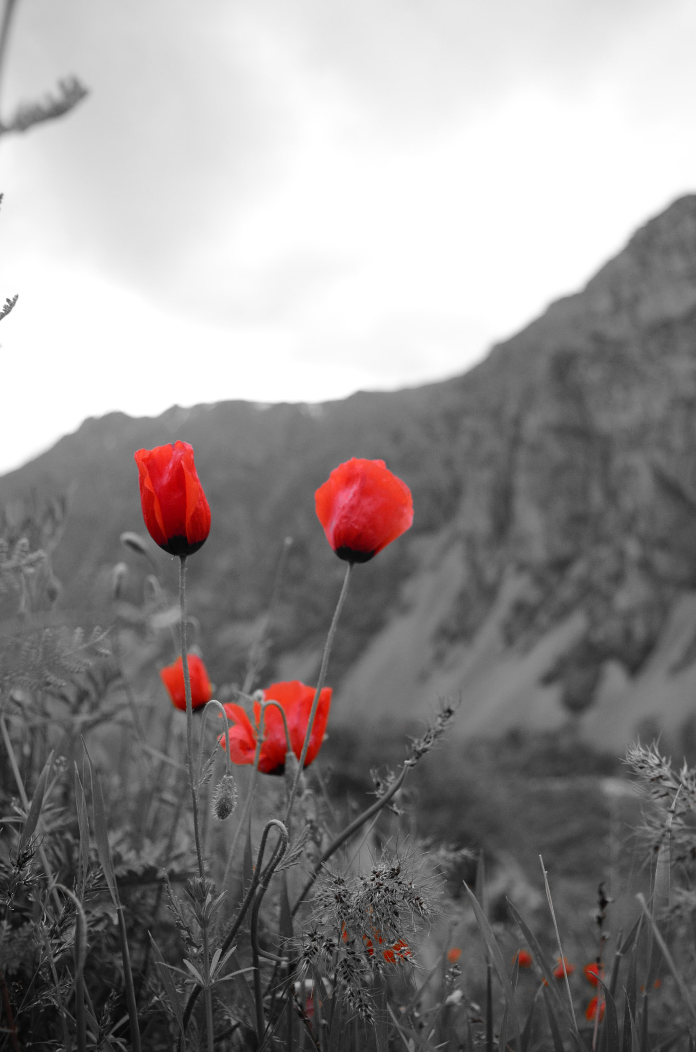 Nikon D5100 sample photo. Red tulips photography