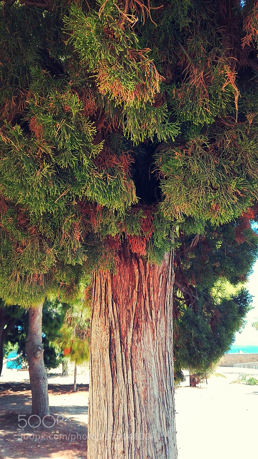 HUAWEI P8 Lite sample photo. Untitled photography