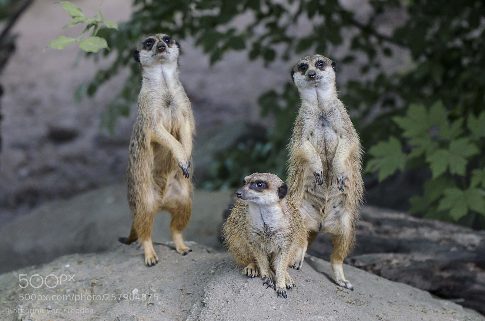 Nikon D5100 sample photo. Meerkat photography
