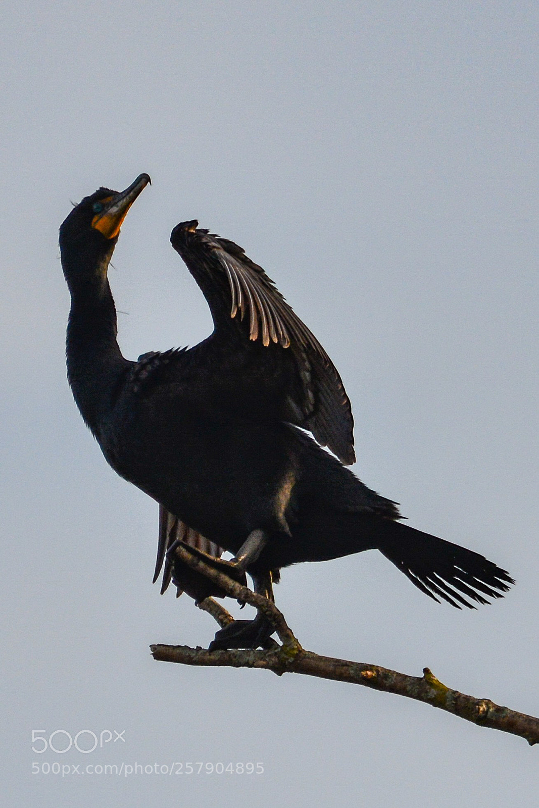 Nikon D600 sample photo. Drying his wings photography