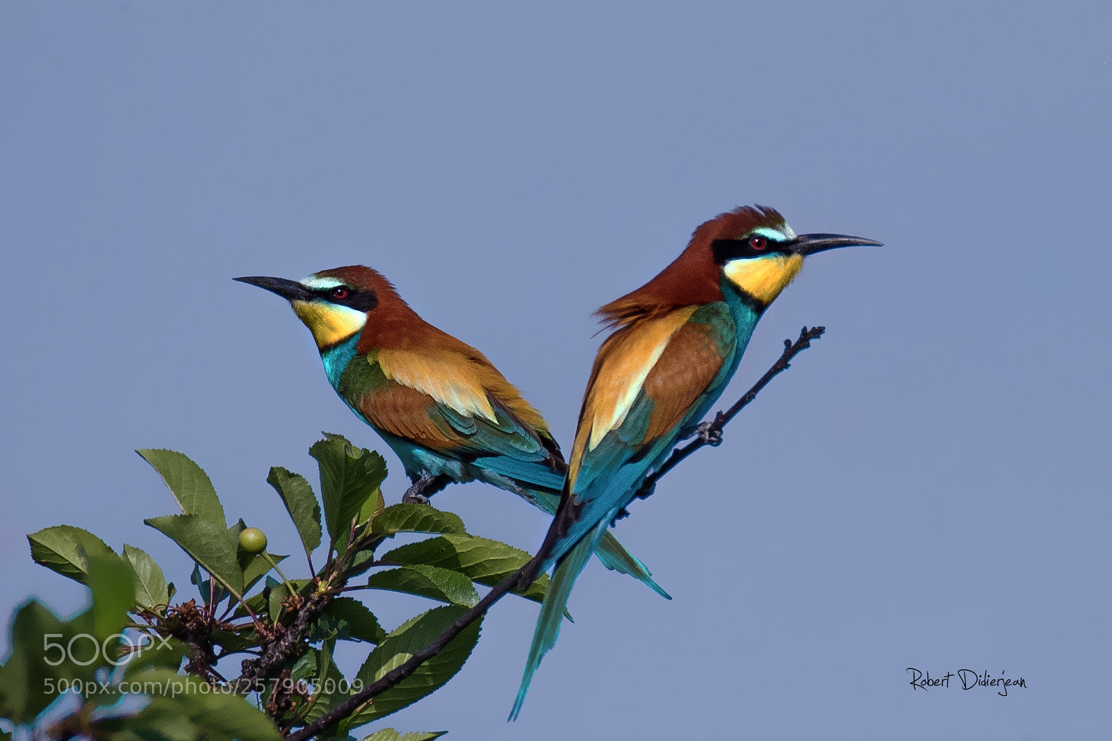 Nikon D810 sample photo. Bee eaters photography