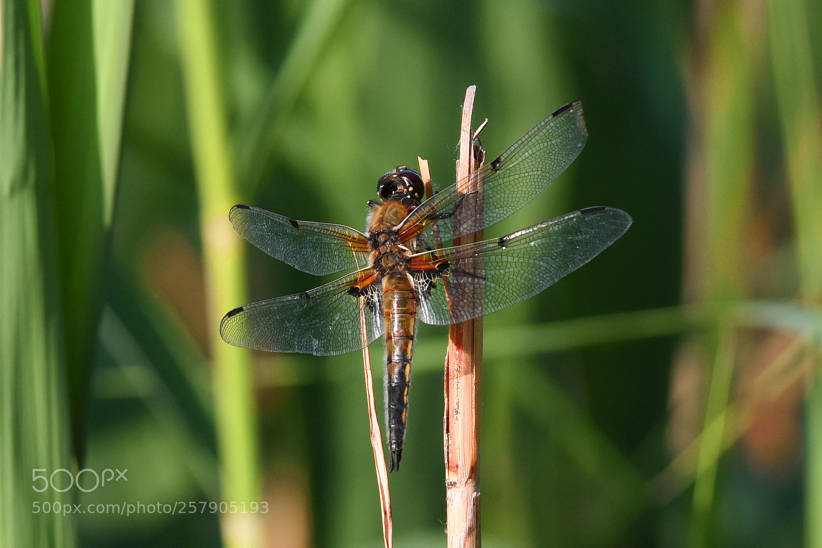 Nikon D810 sample photo. Dragonfly in the evening photography