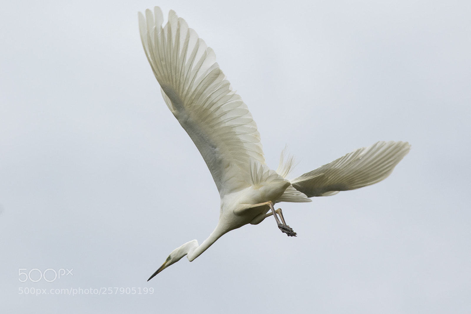Canon EOS 7D Mark II sample photo. Egretta alba photography