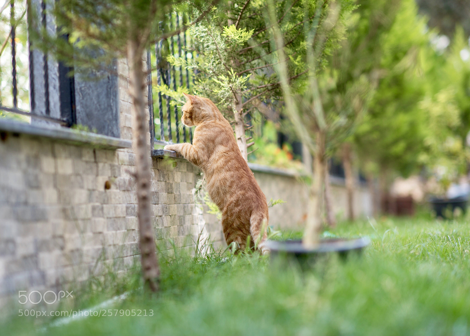 Nikon D750 sample photo. Catwatch photography