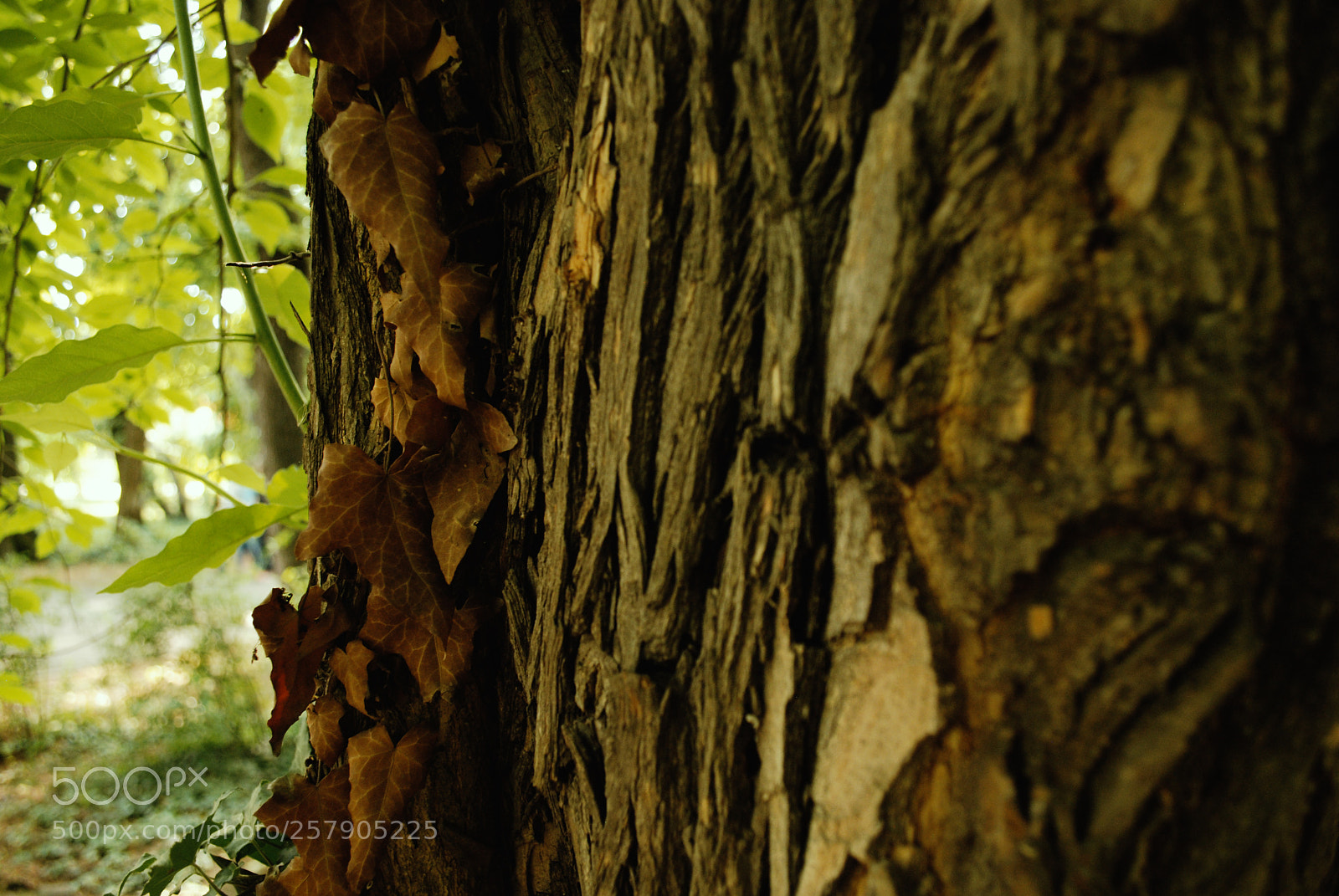 Nikon D60 sample photo. Life is short photography