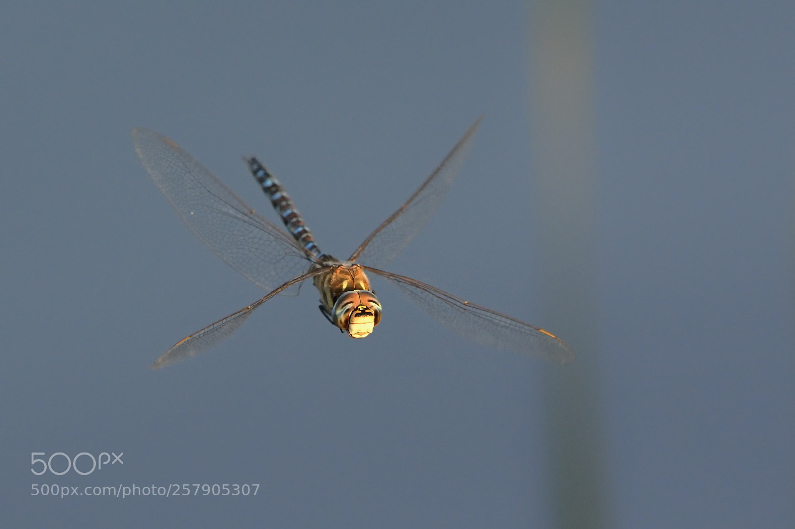 Nikon D7100 sample photo. Migrant hawker photography