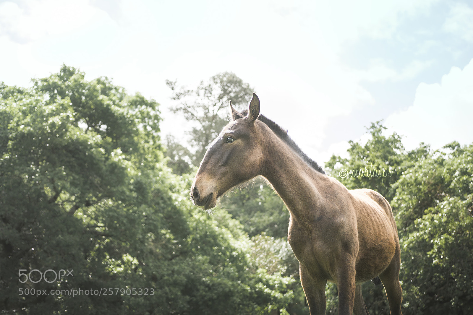 Nikon D500 sample photo. Young horse photography