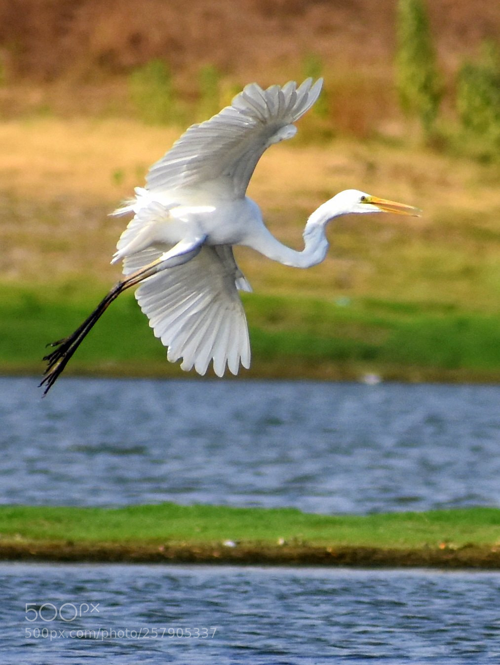 Nikon D7200 sample photo. Egret photography