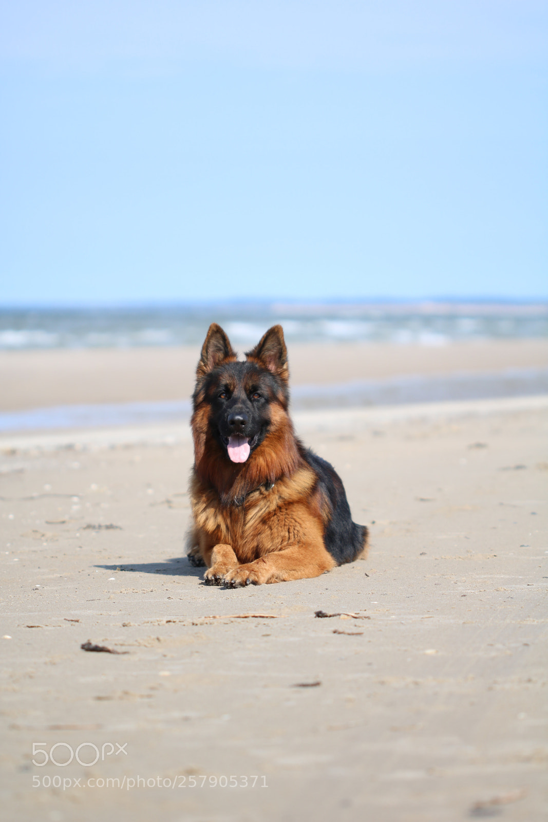 Canon EOS 760D (EOS Rebel T6s / EOS 8000D) sample photo. My dog at the photography