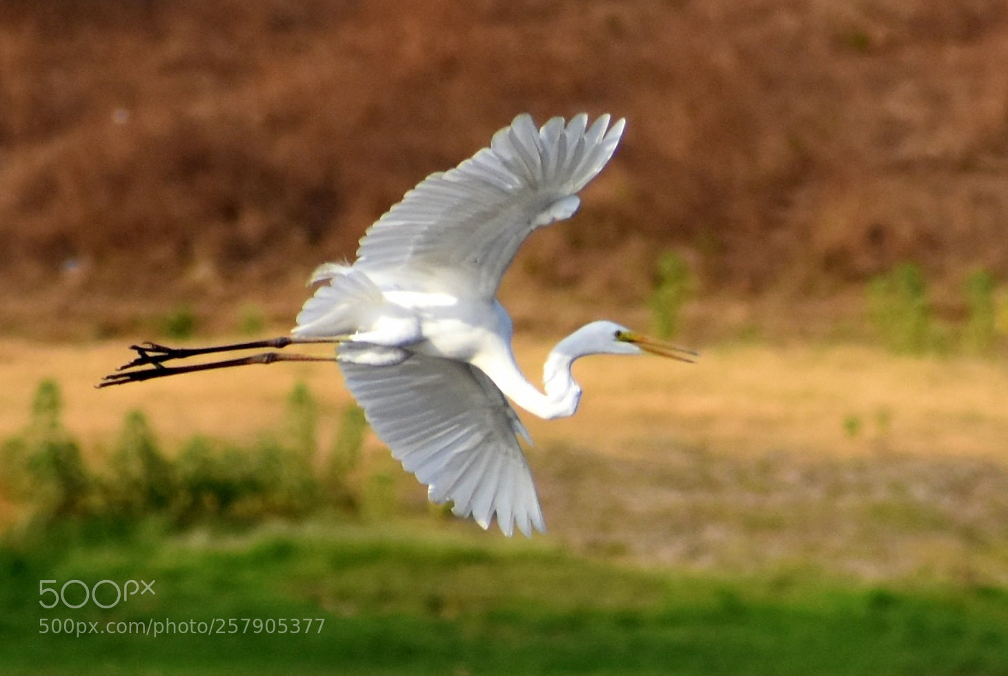 Nikon D7200 sample photo. Egret photography