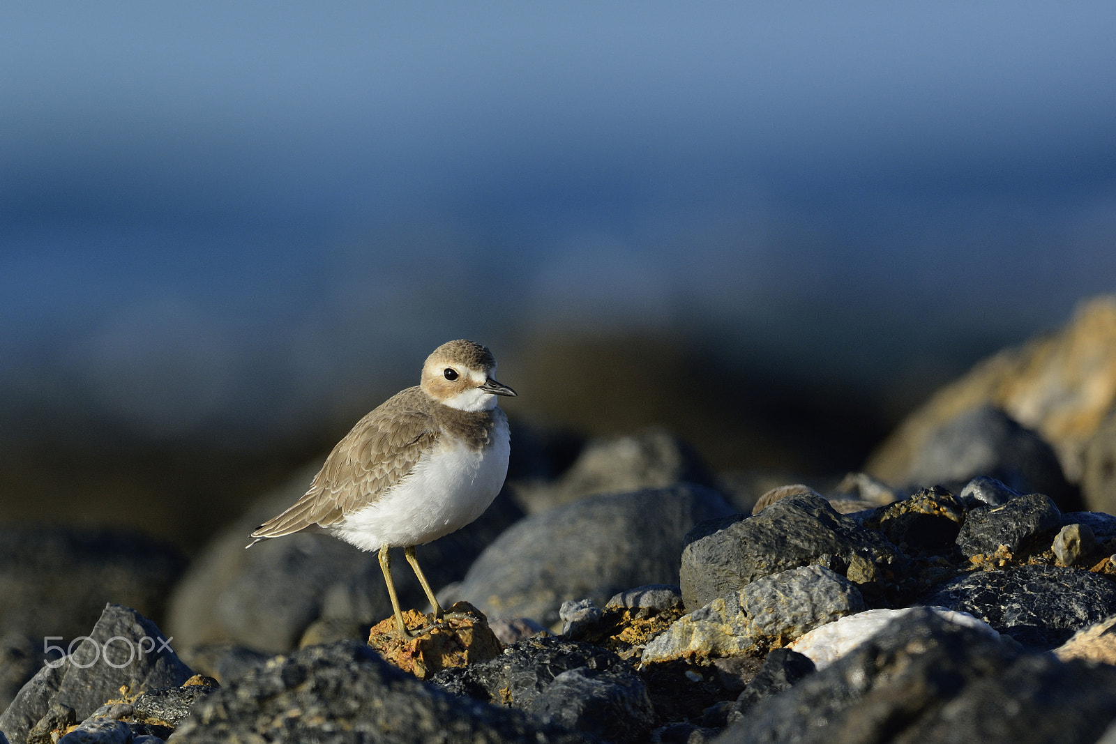 Nikon AF-S Nikkor 500mm F4G ED VR sample photo. Greater sandplover photography