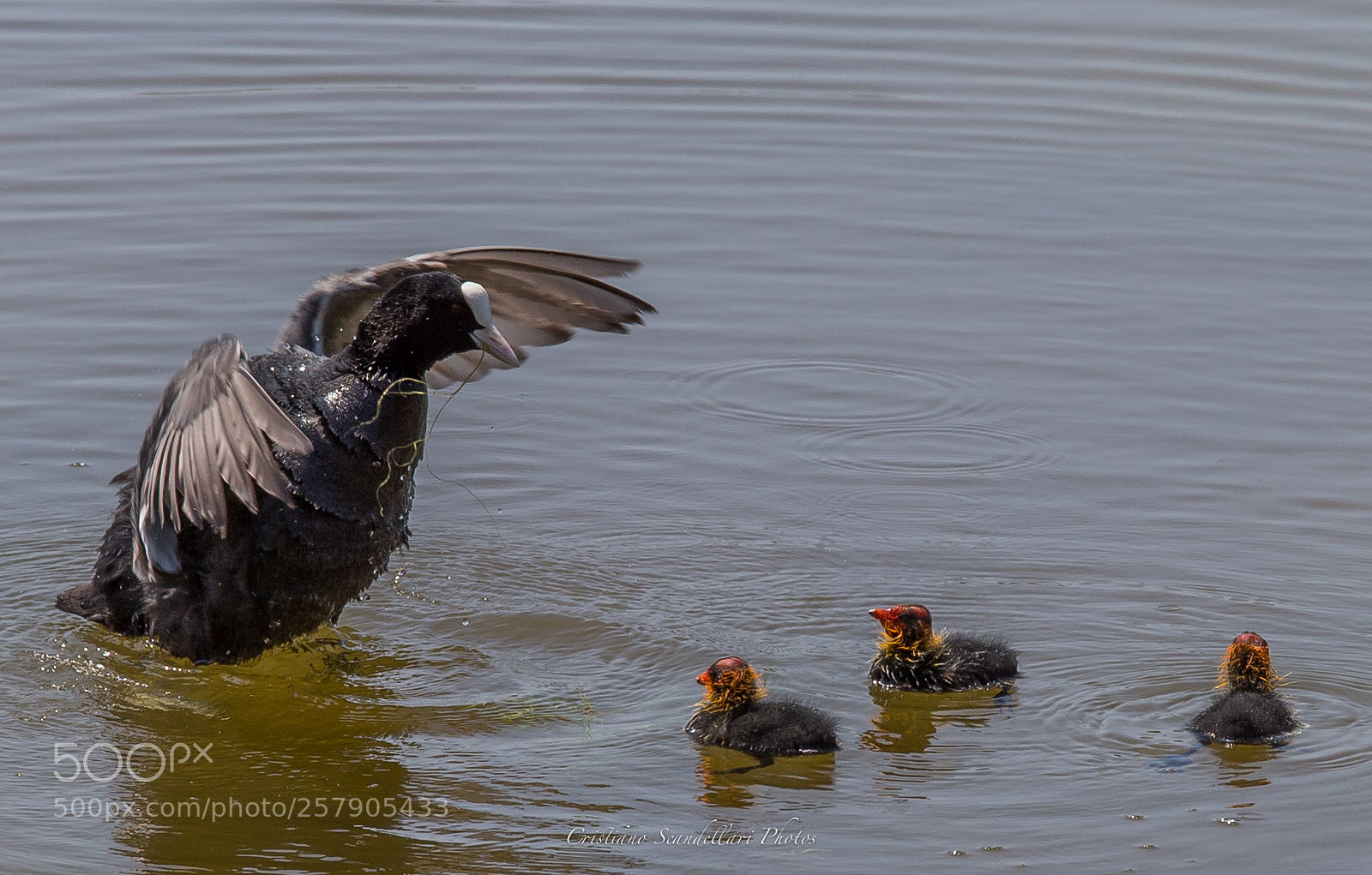 Canon EOS 6D sample photo. _mg_1995-2.jpg photography