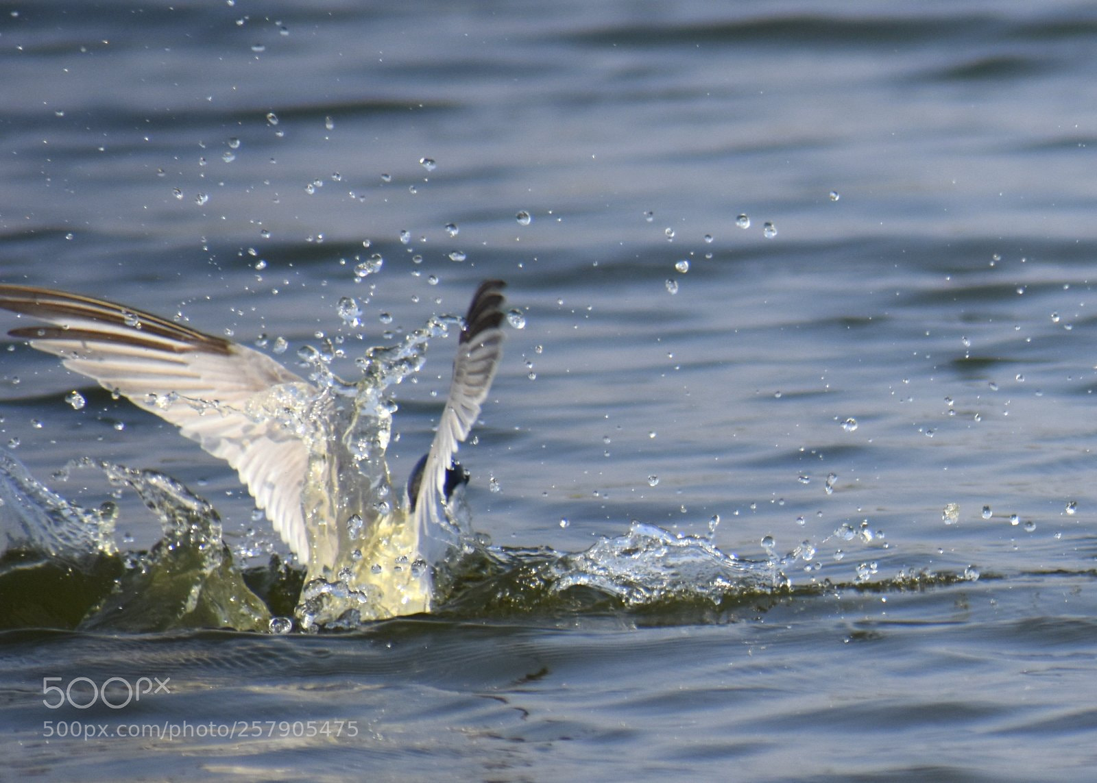 Nikon D7200 sample photo. Untitled photography