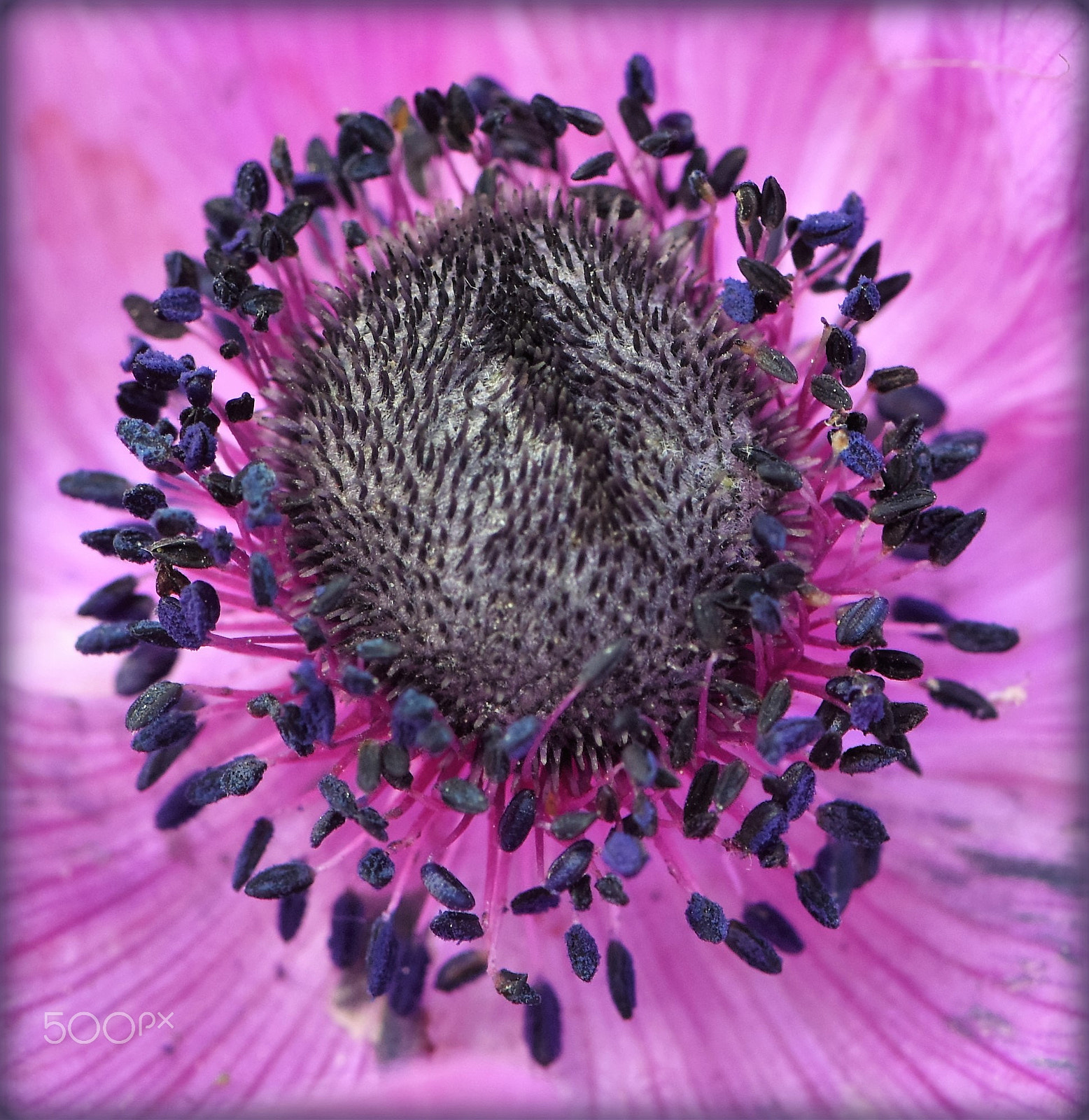 Nikon AF-S Micro-Nikkor 105mm F2.8G IF-ED VR sample photo. "anemone,;" photography