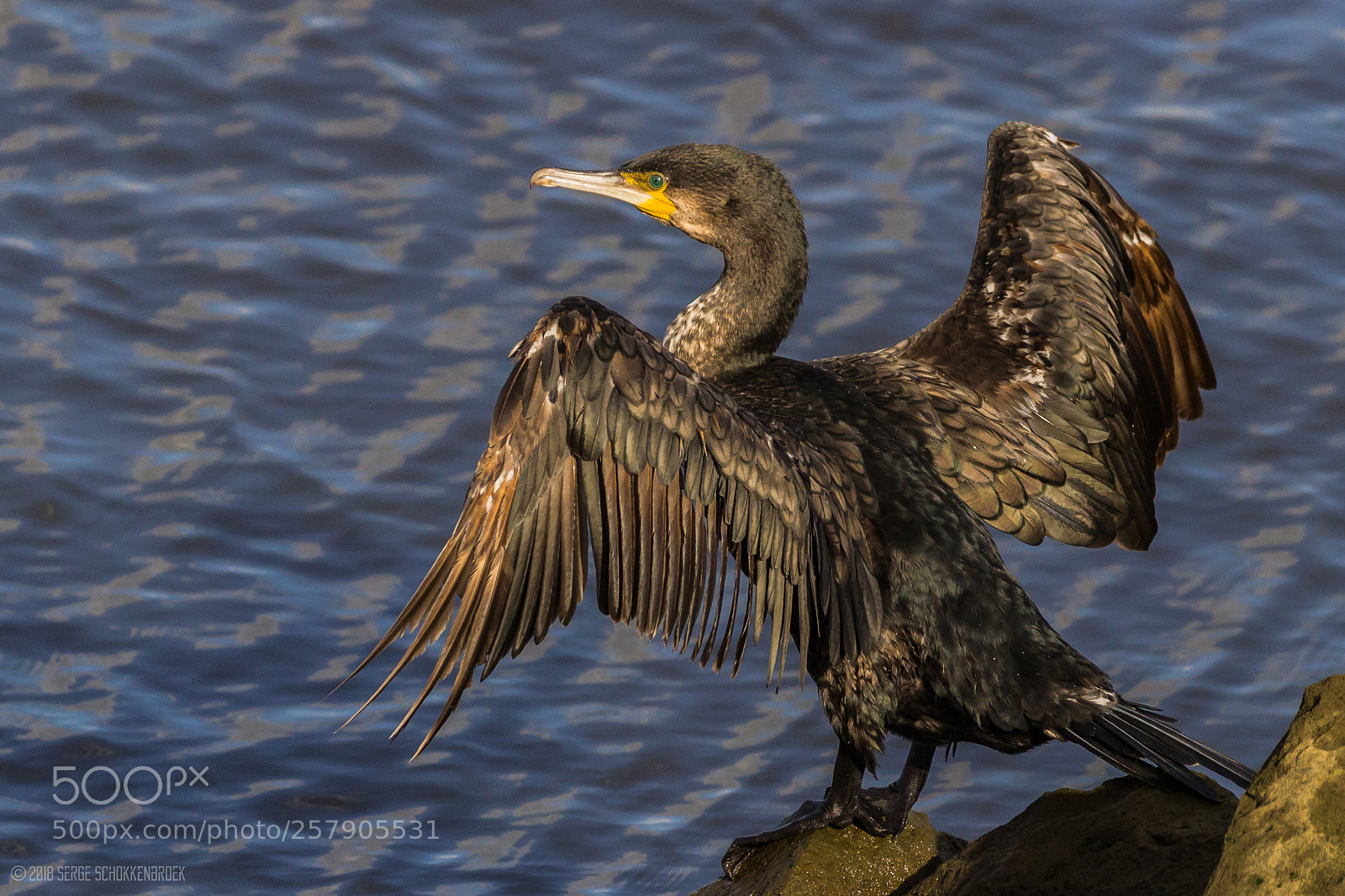 Canon EOS 600D (Rebel EOS T3i / EOS Kiss X5) sample photo. Great cormorant photography