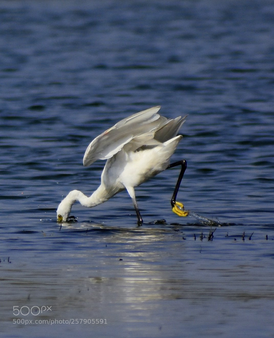 Nikon D7200 sample photo. Egret photography