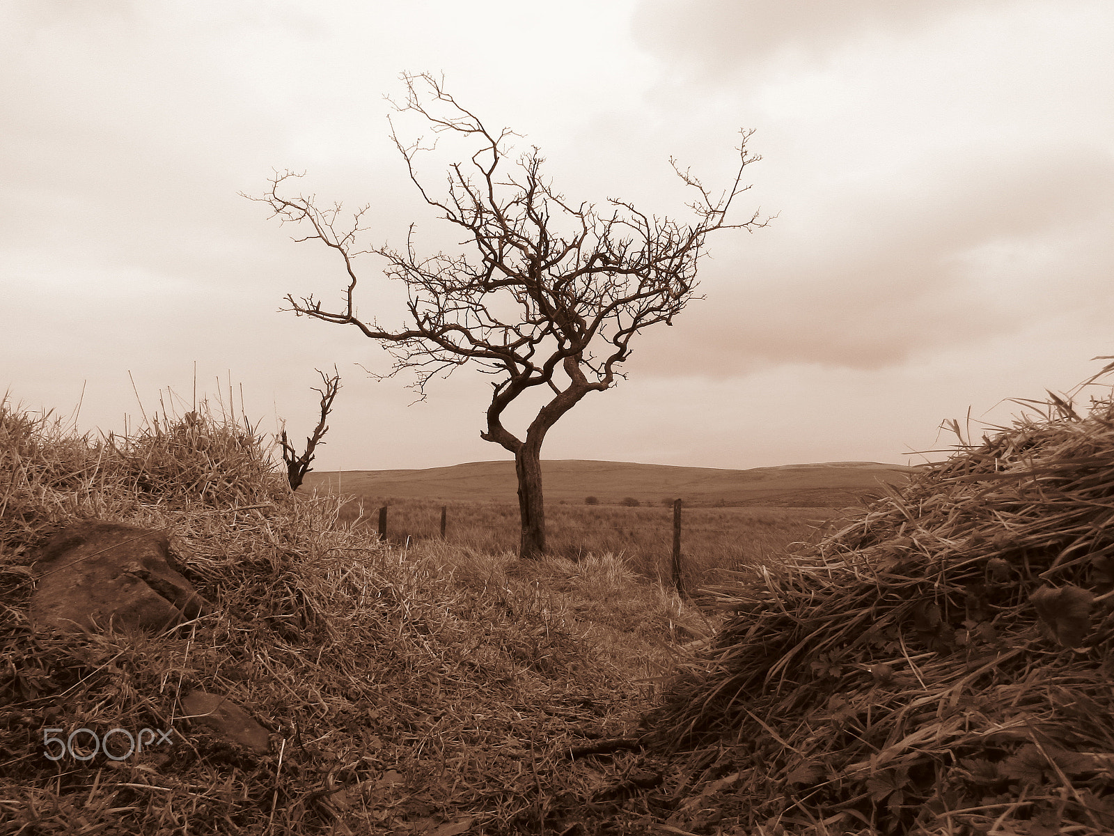Canon POWERSHOT SX430 IS sample photo. The lonely tree photography