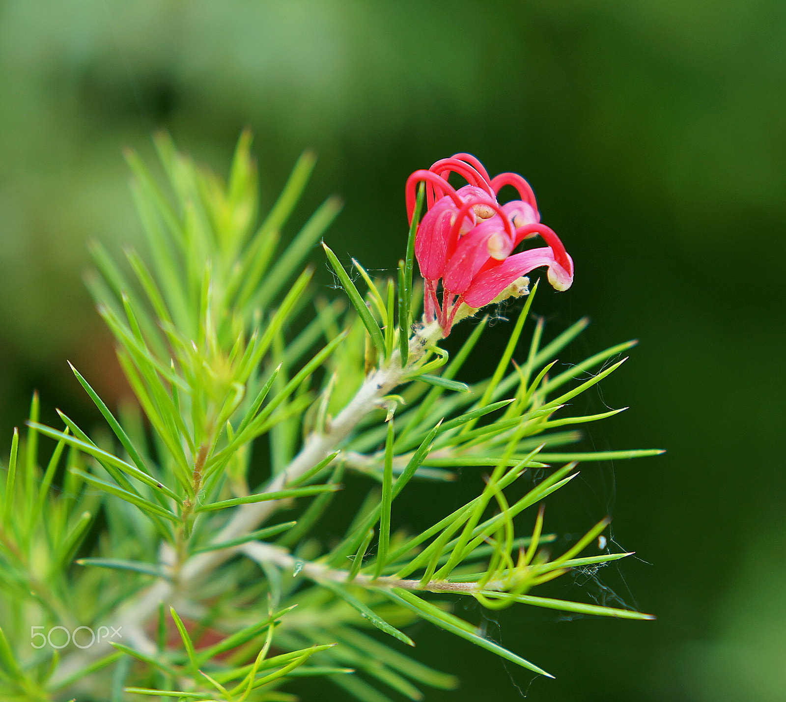 Sony SLT-A37 + Minolta AF 50mm F1.7 New sample photo. Tell me the name please photography