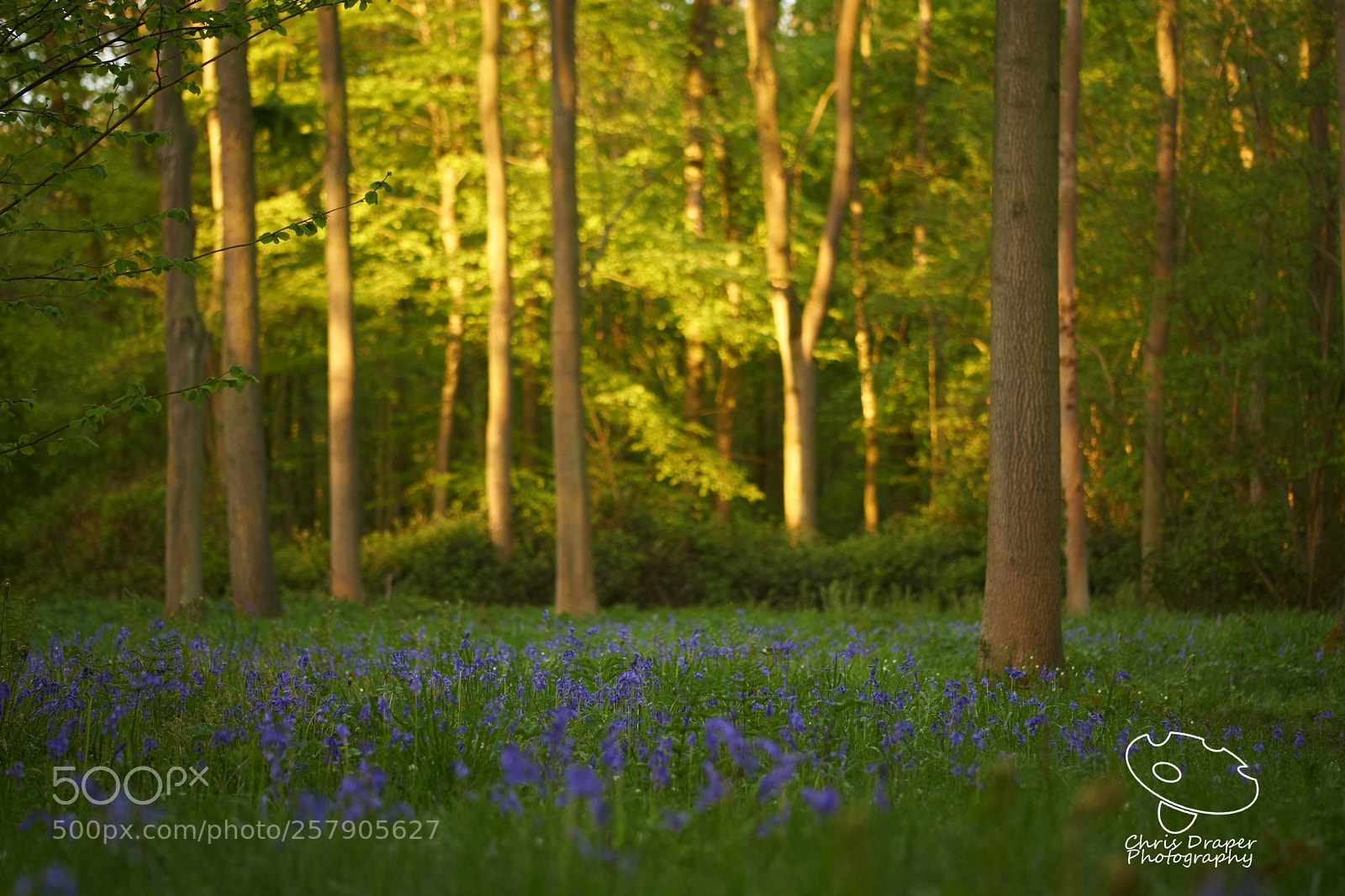 Sony ILCA-77M2 sample photo. Rigsby woods photography