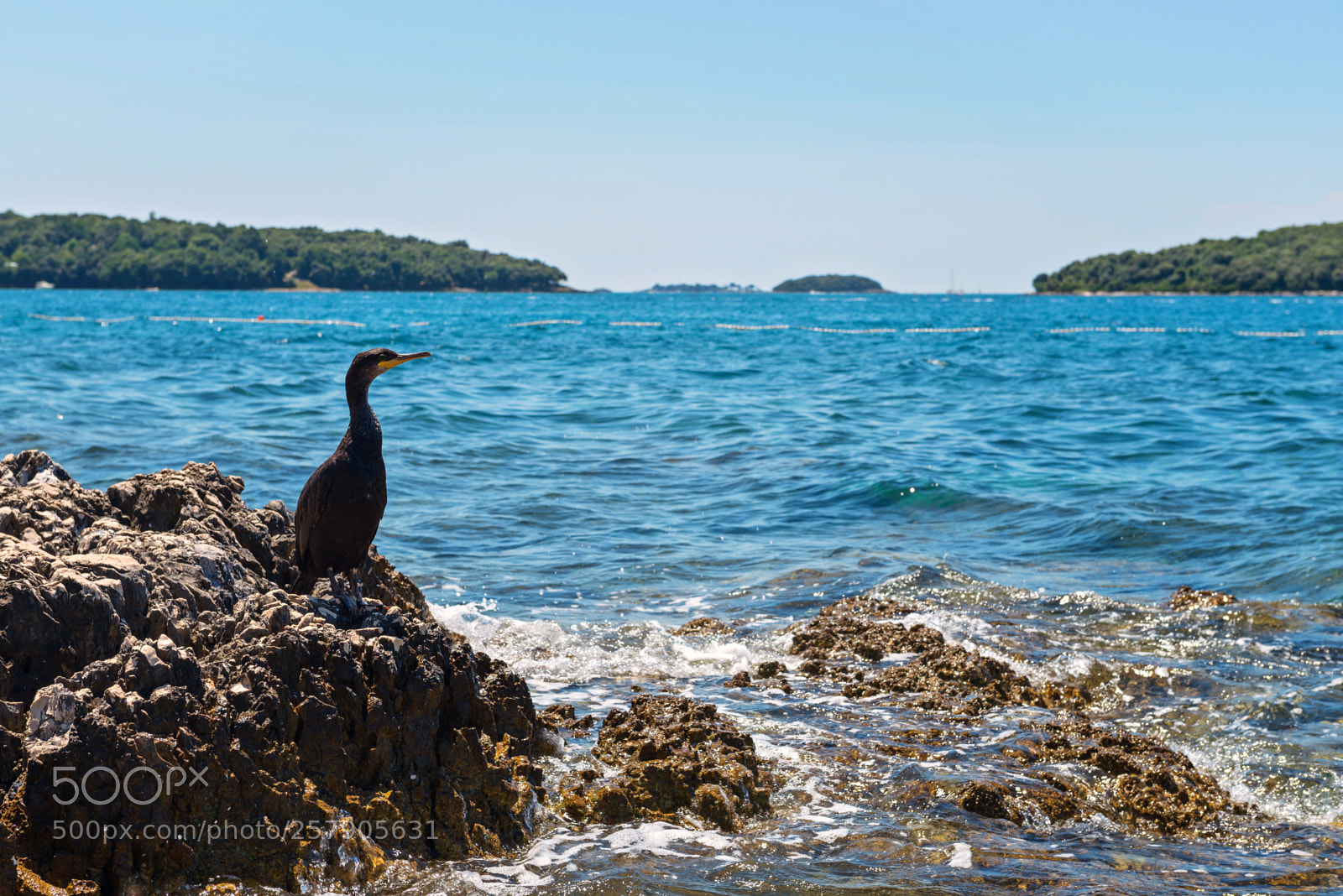 Nikon D610 sample photo. Cormorant on the rocky photography