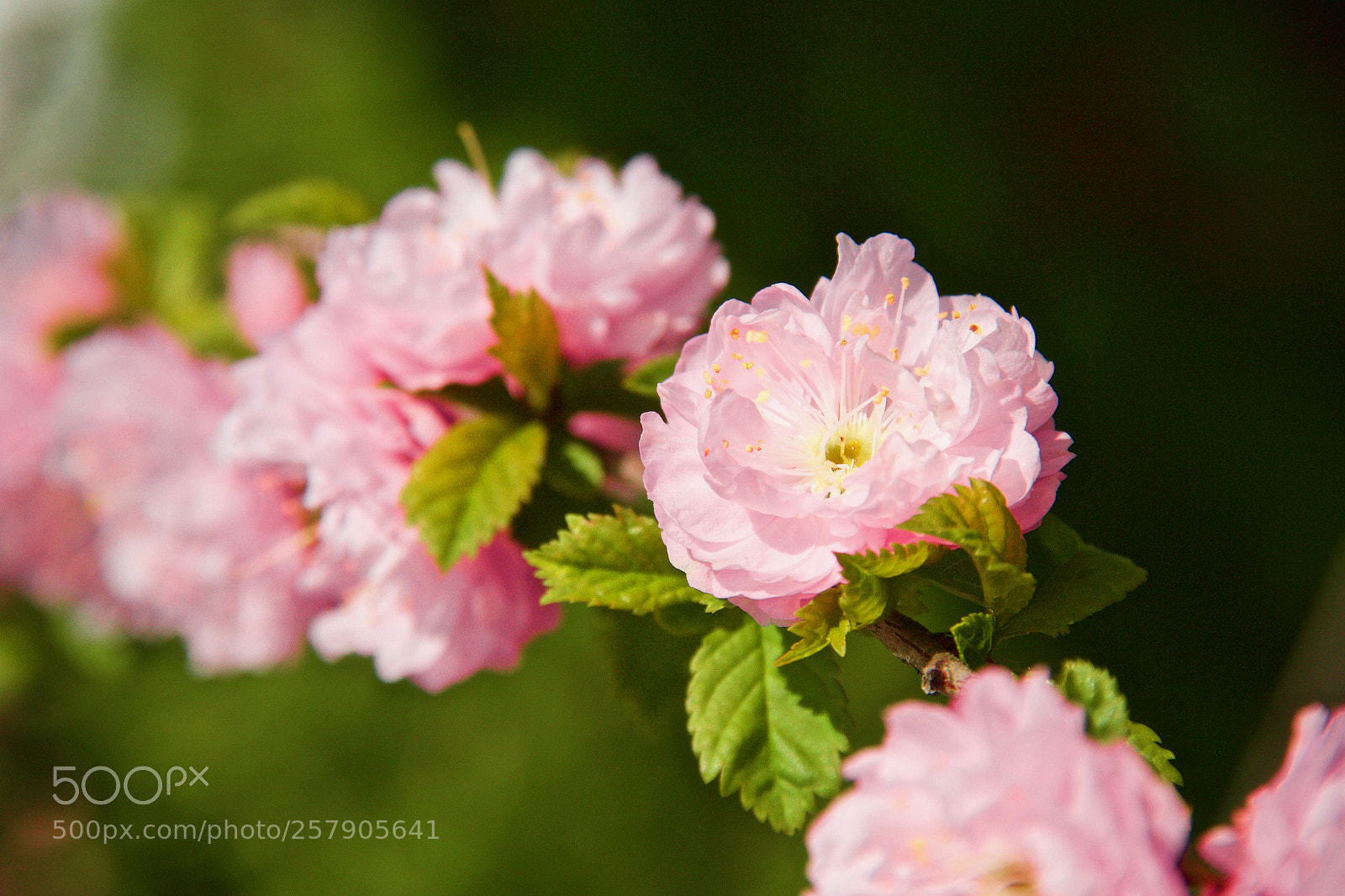 Canon EOS 7D sample photo. Spring photography