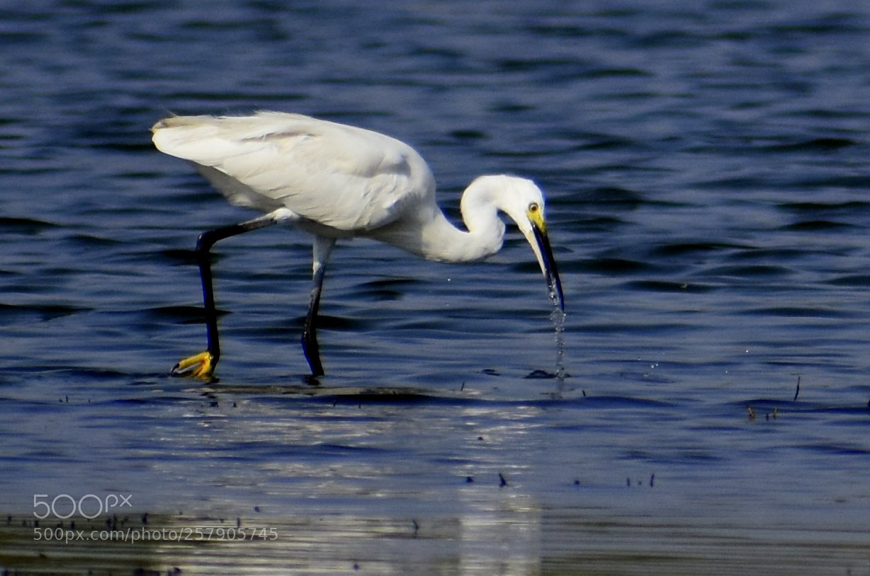 Nikon D7200 sample photo. Egret photography