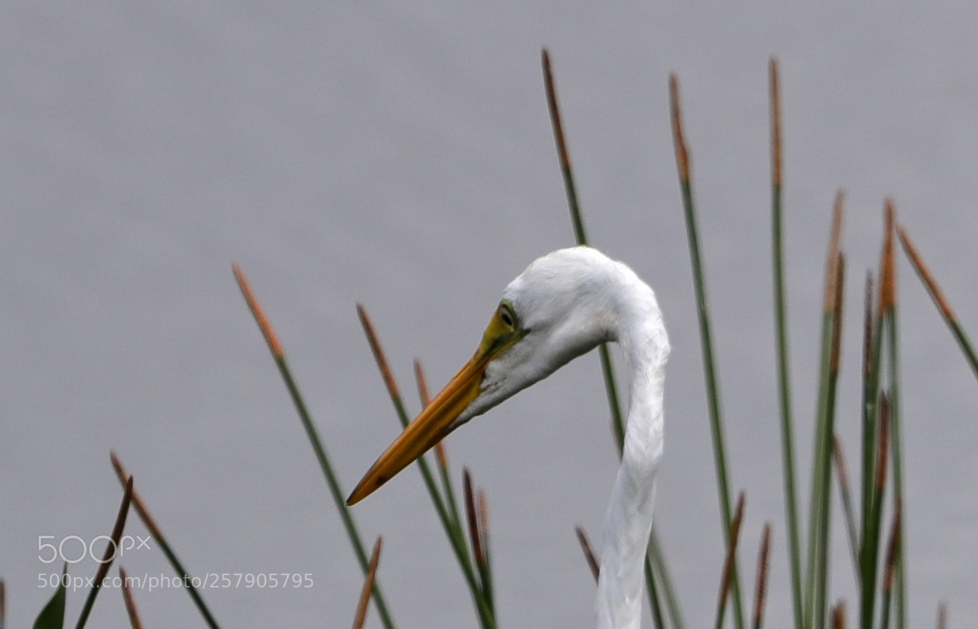 Canon EOS-1D X Mark II sample photo. 05-14-18-0017492.jpg photography