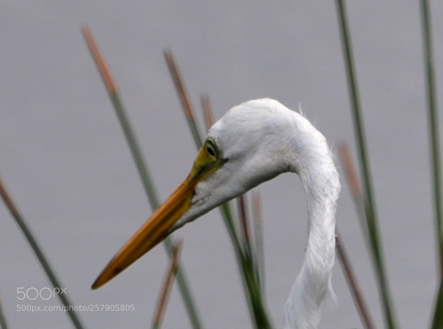 Canon EOS-1D X Mark II sample photo. 05-14-18-0017491.jpg photography
