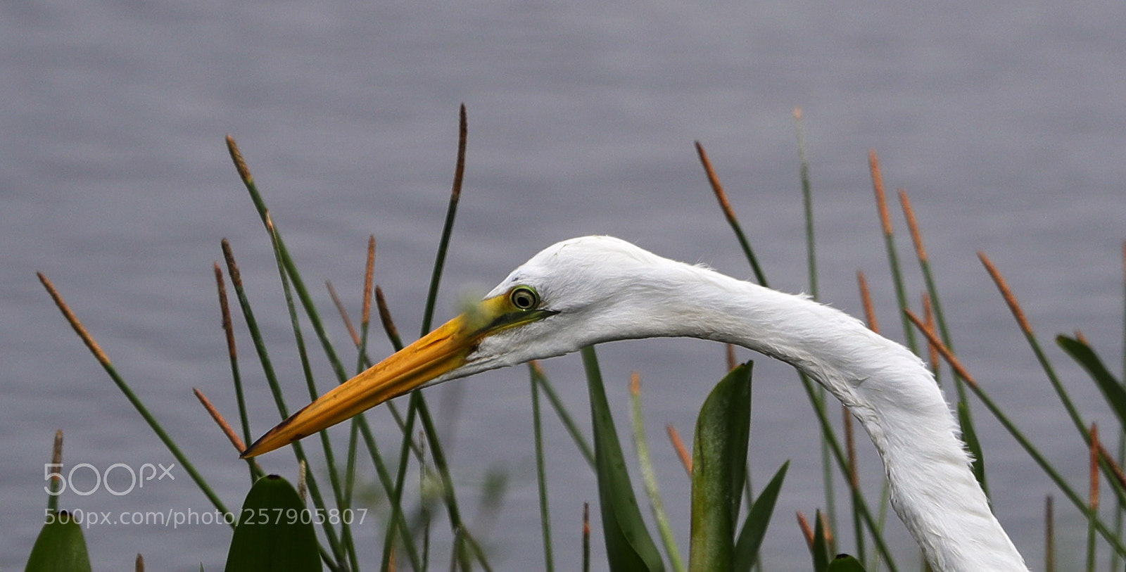Canon EOS-1D X Mark II sample photo. 05-14-18-0017490.jpg photography