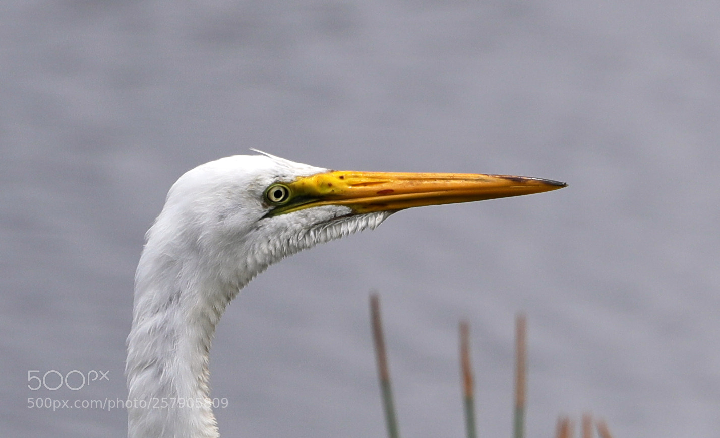 Canon EOS-1D X Mark II sample photo. 05-14-18-0017489 1.jpg photography