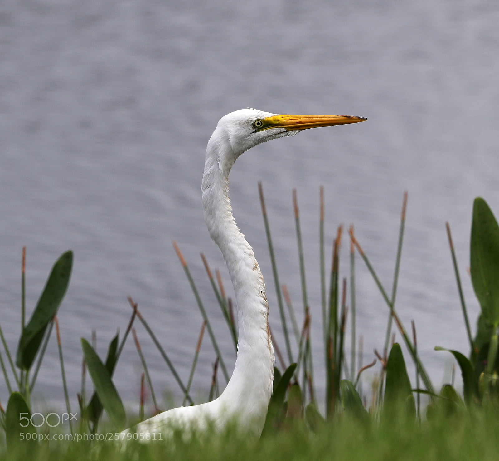 Canon EOS-1D X Mark II sample photo. 05-14-18-0017488.jpg photography