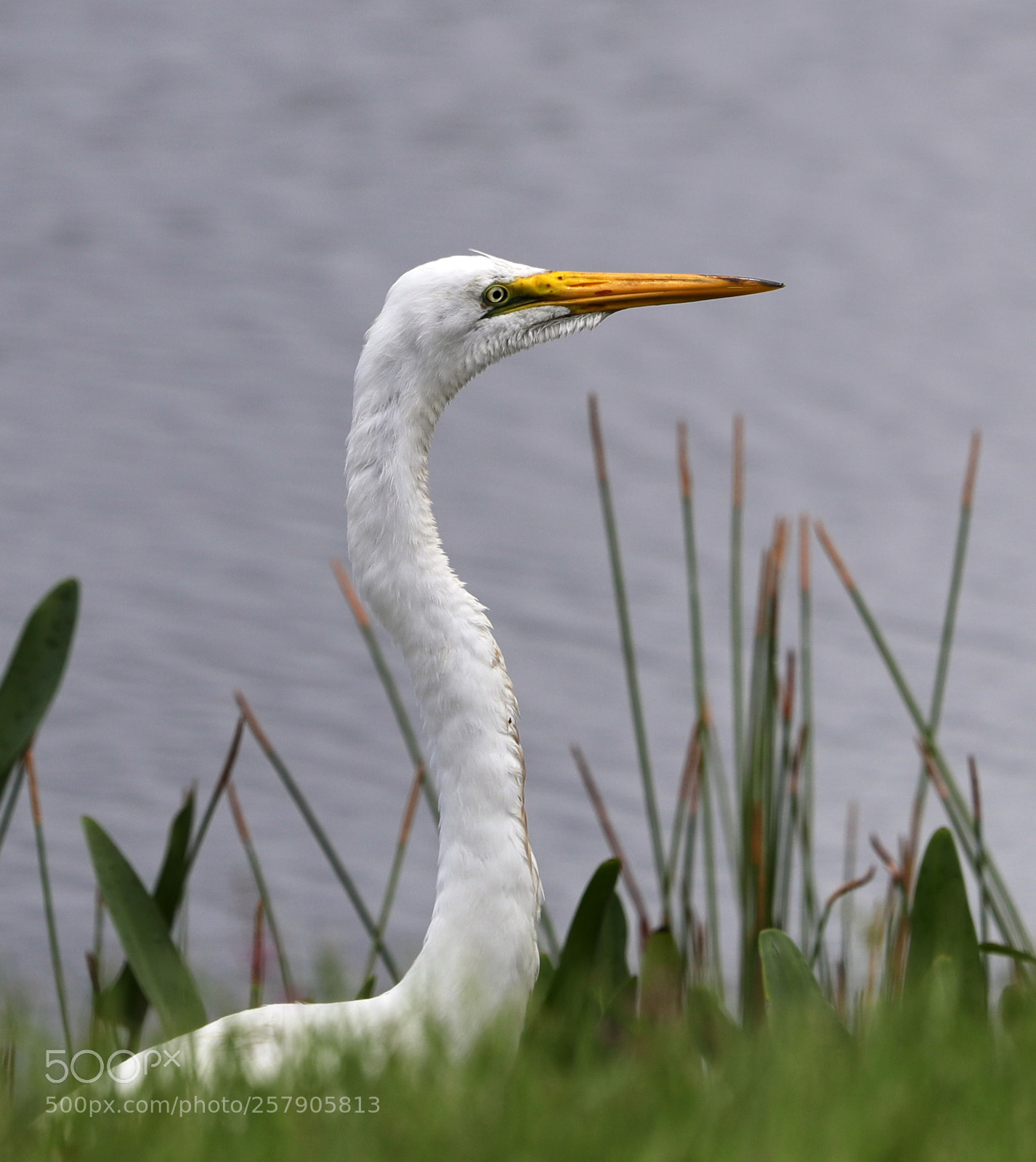 Canon EOS-1D X Mark II sample photo. 05-14-18-0017489.jpg photography