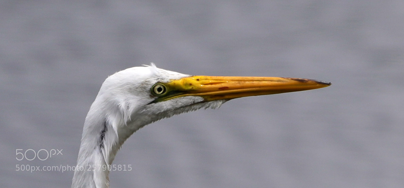 Canon EOS-1D X Mark II sample photo. 05-14-18-0017487.jpg photography