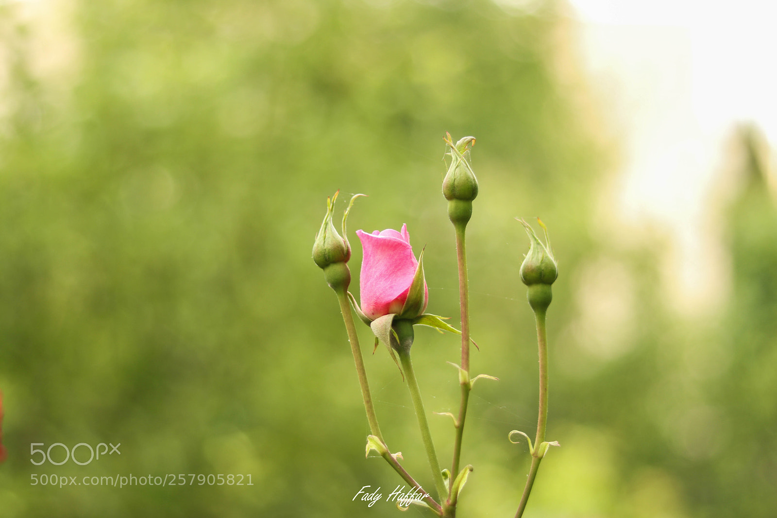 Canon EOS 80D sample photo. Willborn photography