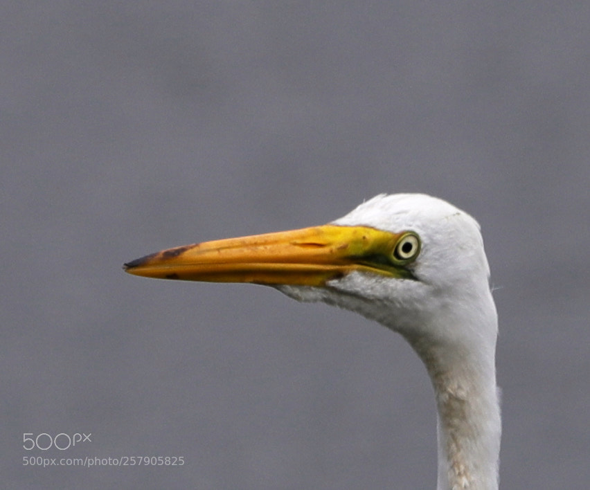 Canon EOS-1D X Mark II sample photo. 05-14-18-0017486.jpg photography