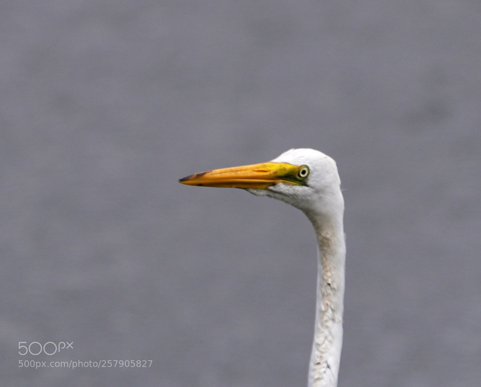 Canon EOS-1D X Mark II sample photo. 05-14-18-0017485.jpg photography