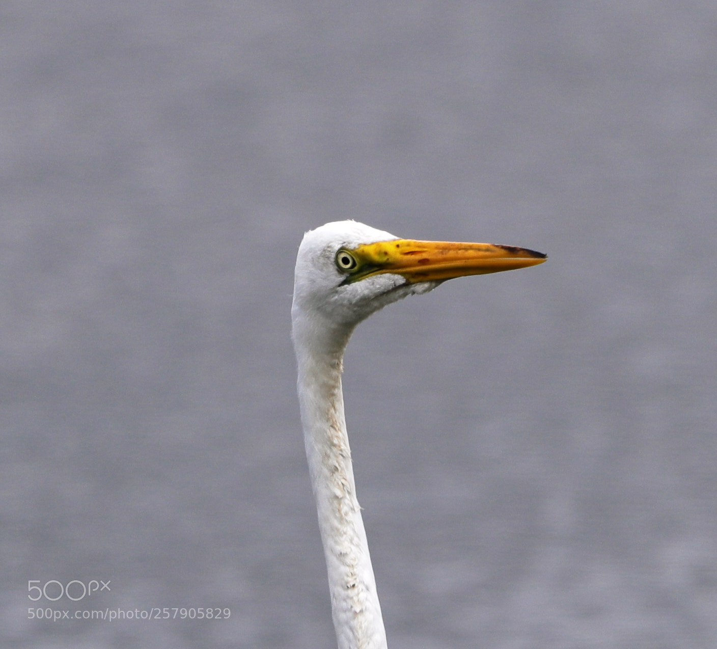 Canon EOS-1D X Mark II sample photo. 05-14-18-0017484.jpg photography