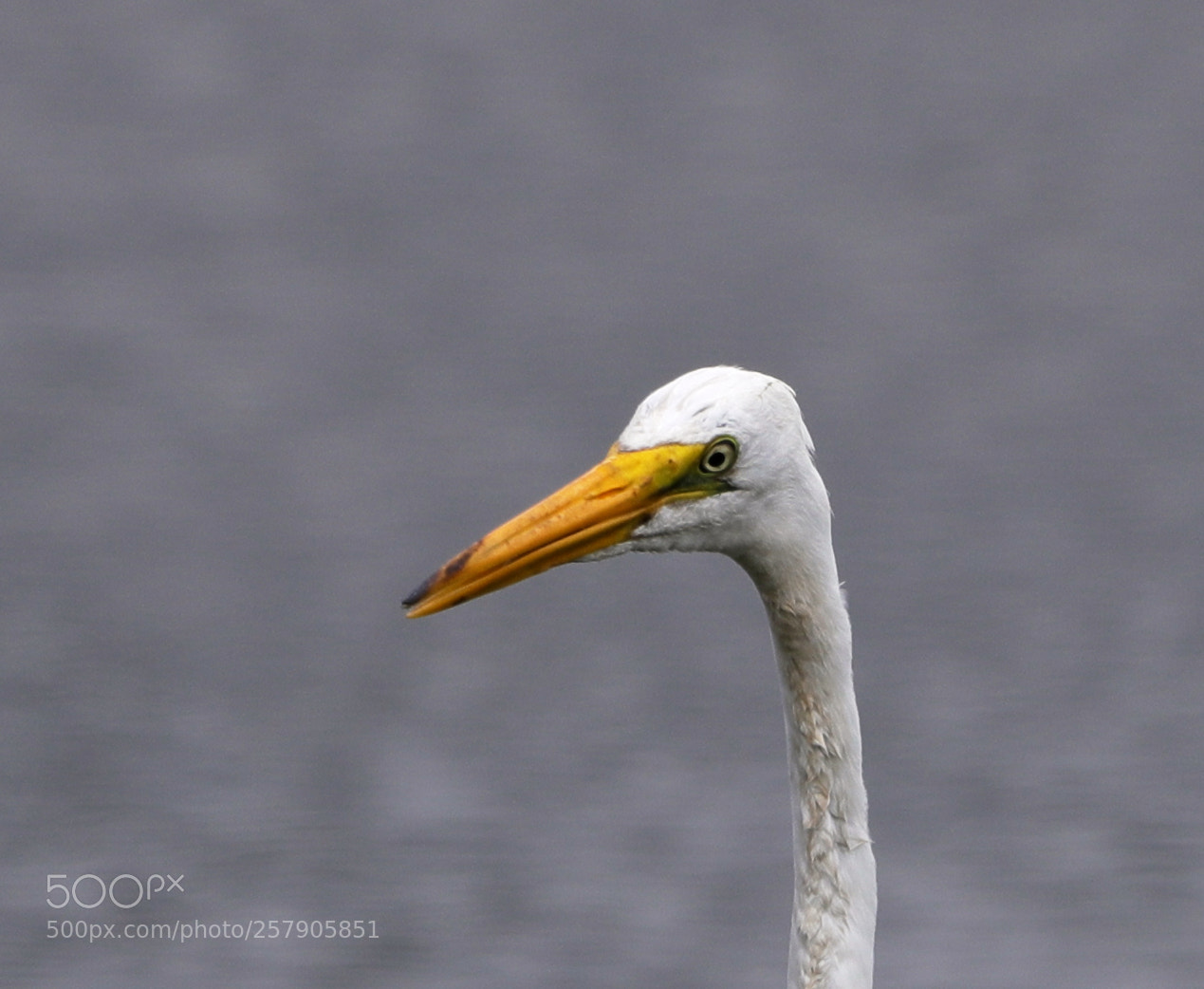 Canon EOS-1D X Mark II sample photo. 05-14-18-0017483.jpg photography
