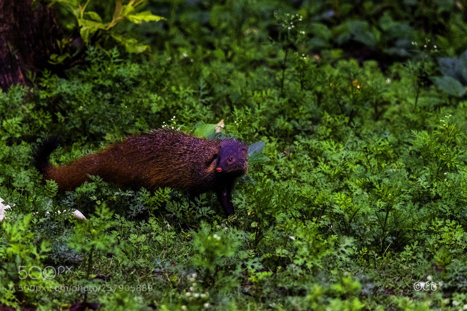Canon EOS 80D sample photo. Mongoose photography