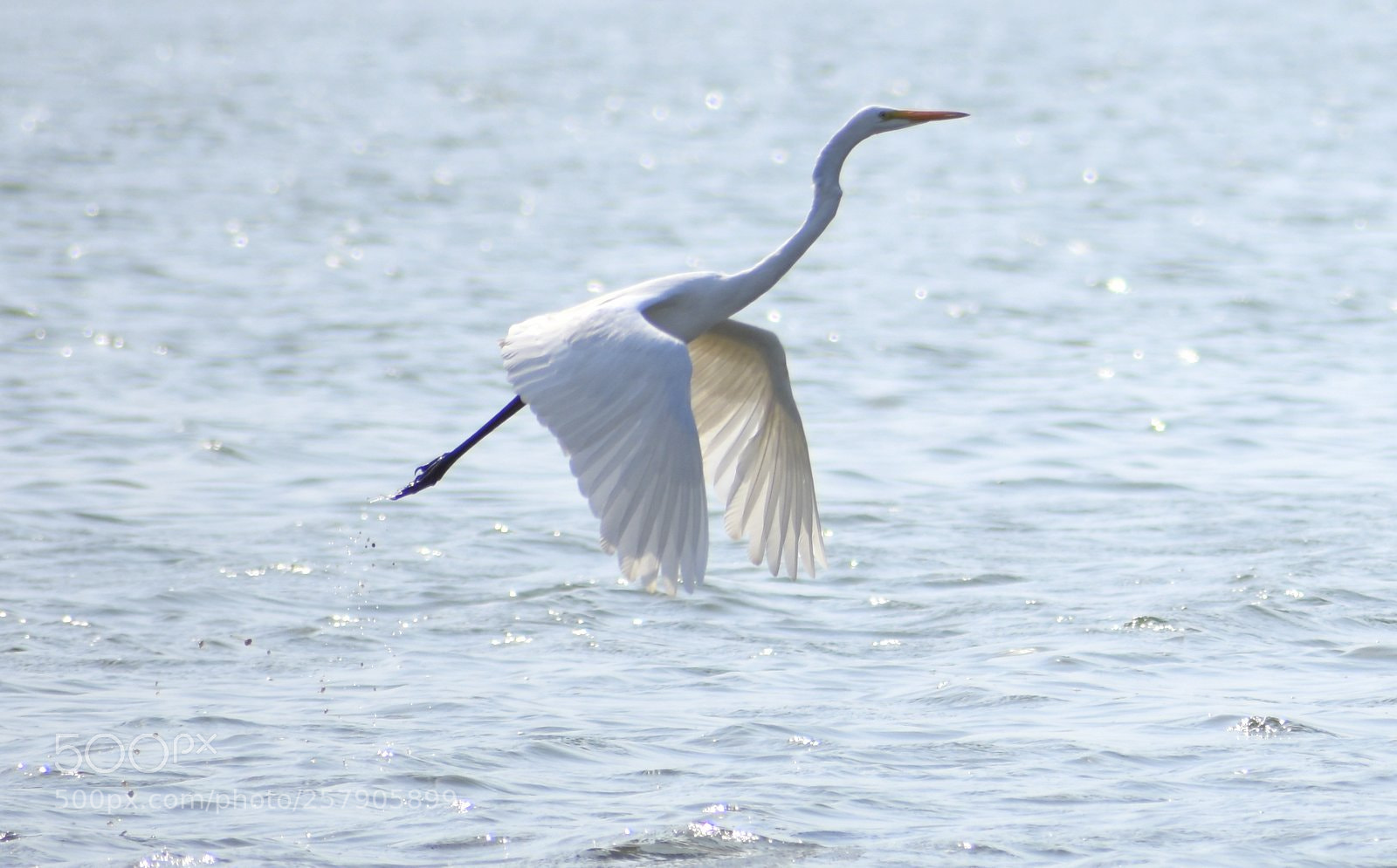 Nikon D7200 sample photo. Egret photography
