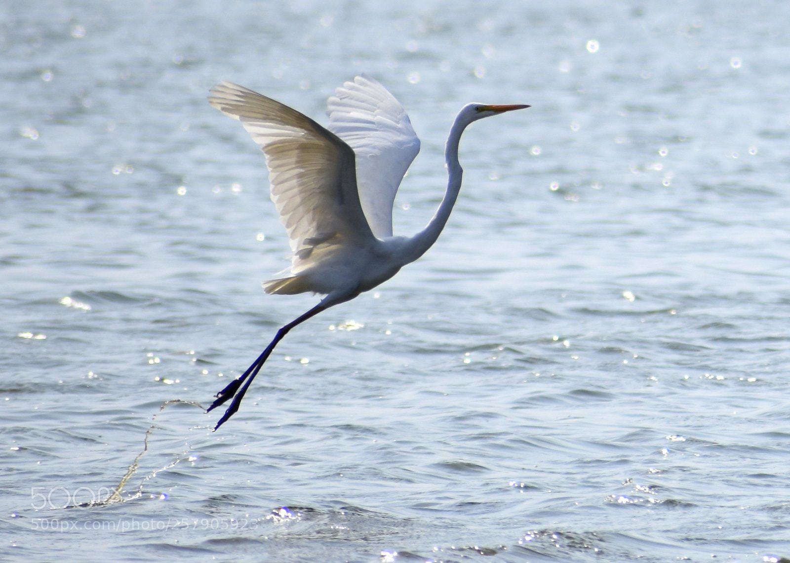 Nikon D7200 sample photo. Egret photography
