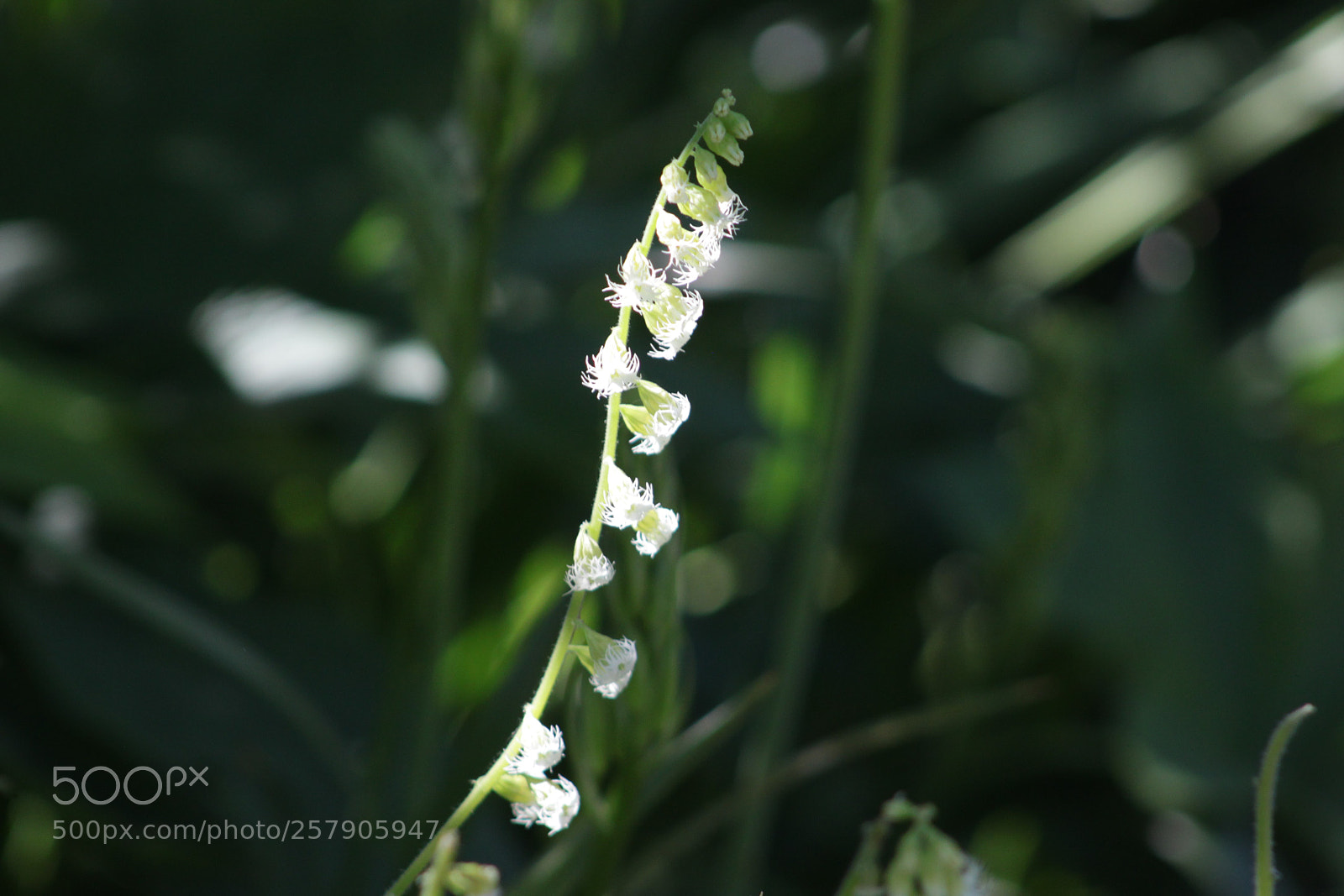 Canon EOS 500D (EOS Rebel T1i / EOS Kiss X3) sample photo. Bells photography
