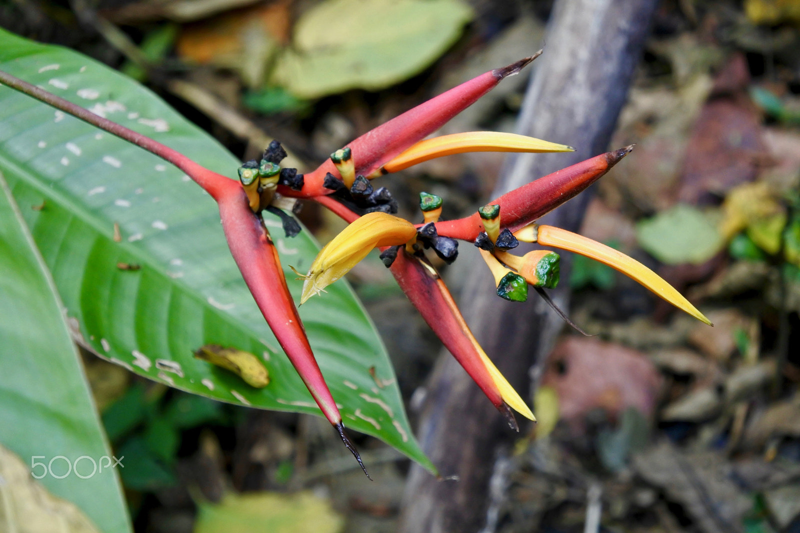 Nikon 1 J5 sample photo. Rainforest plant photography