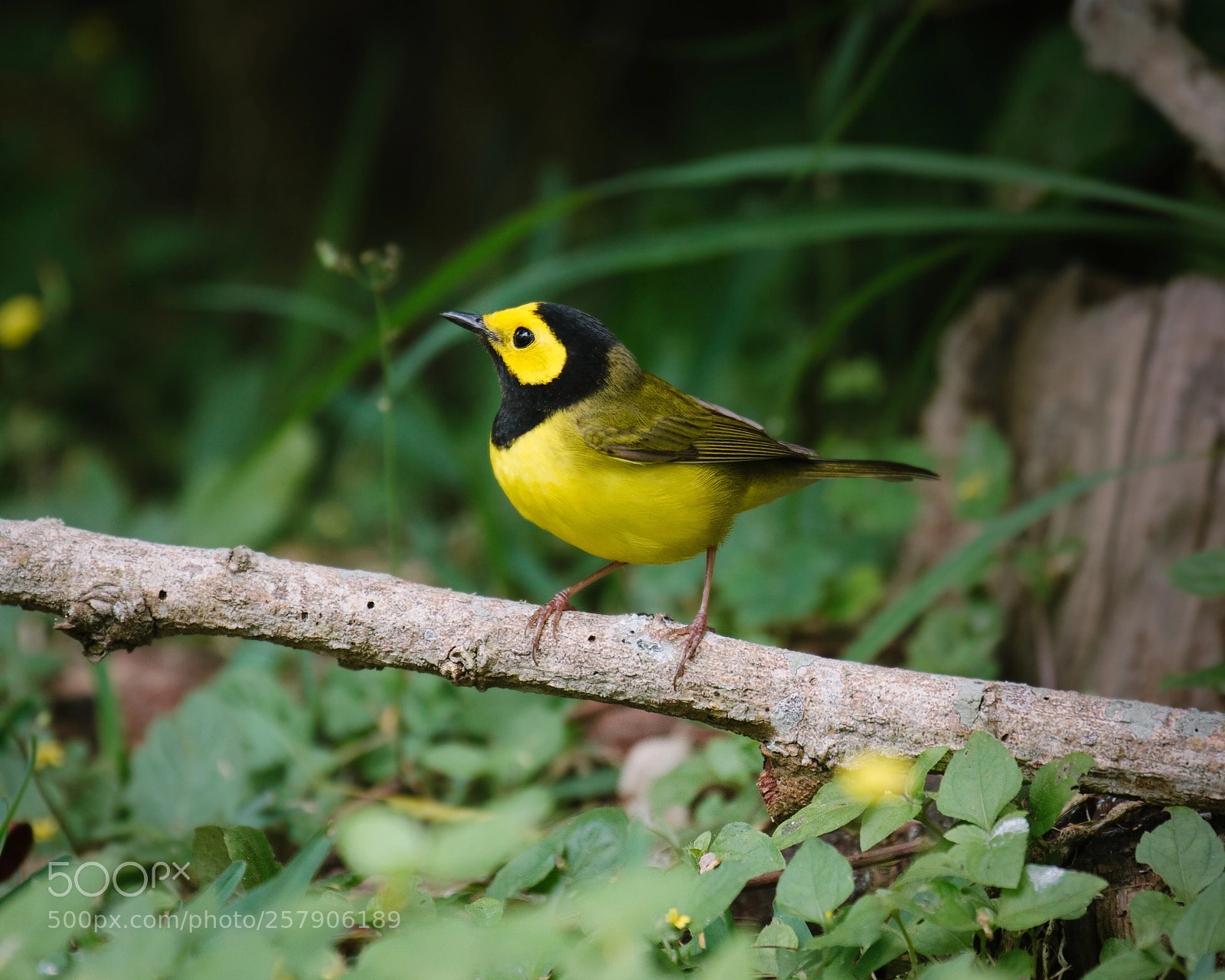 Canon EOS 7D sample photo. Hooded warbler photography