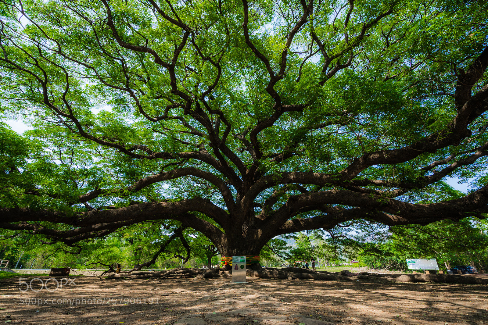 Sony a7 II sample photo. Giant mimosa tree photography