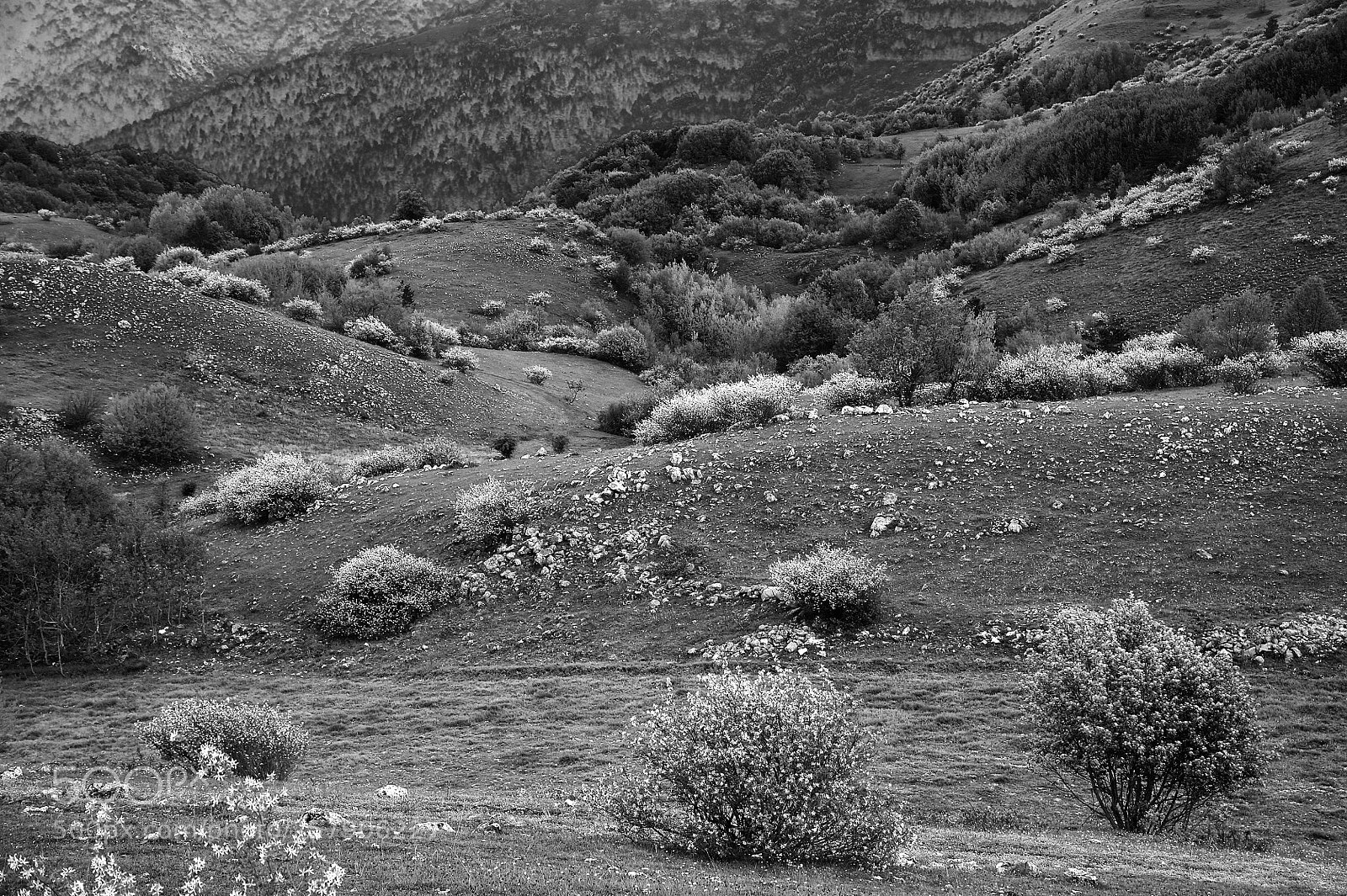 Nikon D700 sample photo. More than 50 shades photography