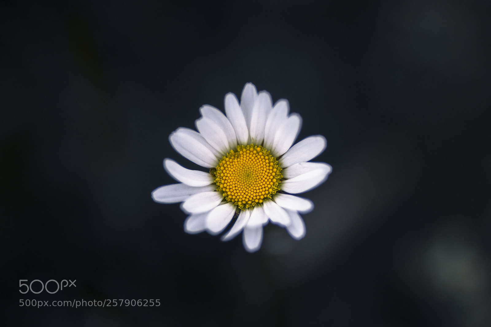 Nikon D7200 sample photo. Daisy photography